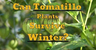 Tomatillo Plants Survive Winter