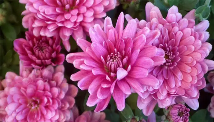 Chrysanthemum flowers represent devotion