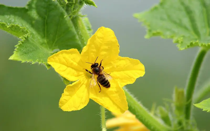 Cucumber Flowering & Pollination Growing Stage