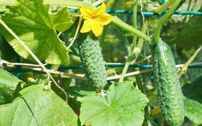 Cucumber Fruit Production Growing Stage