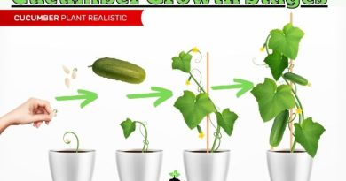Cucumber Growth Stages