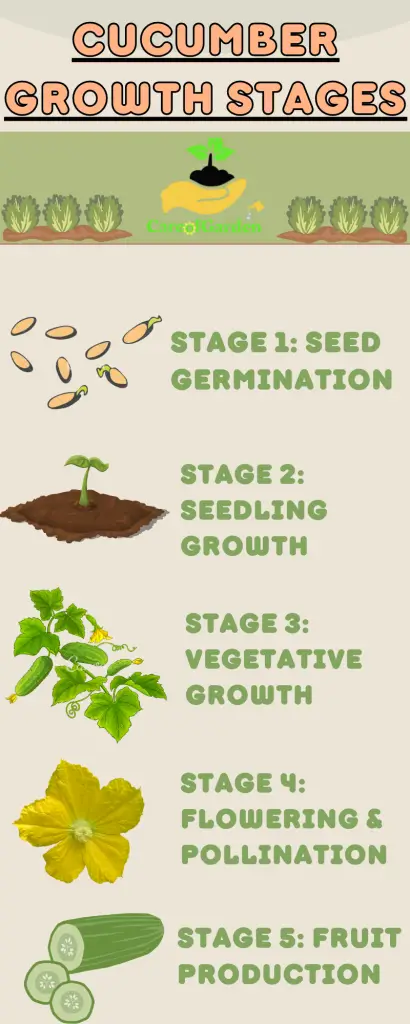 CareofGarden Cucumber Growth Stages Infographics