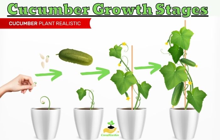 Cucumber Growth Stages