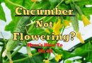 Cucumber Not Flowering or blooming
