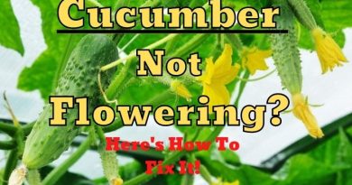 Cucumber Not Flowering or blooming