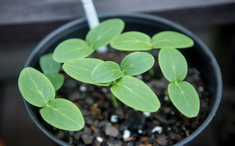 Cucumber Seed Germination Growth Stage