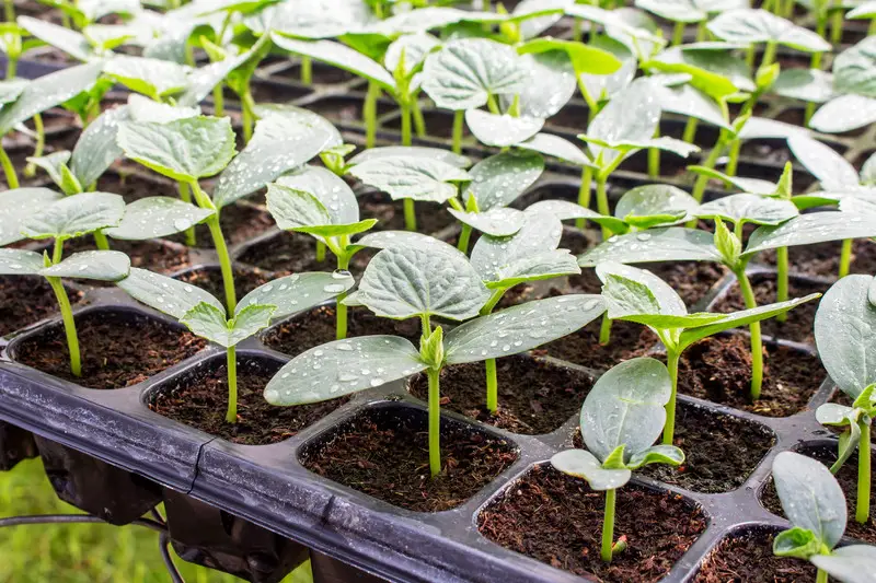 Cucumber Seedling Growth Stage