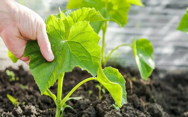 Cucumber Vegetative Growth Stage