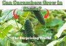 Cucumbers Grow in Shade