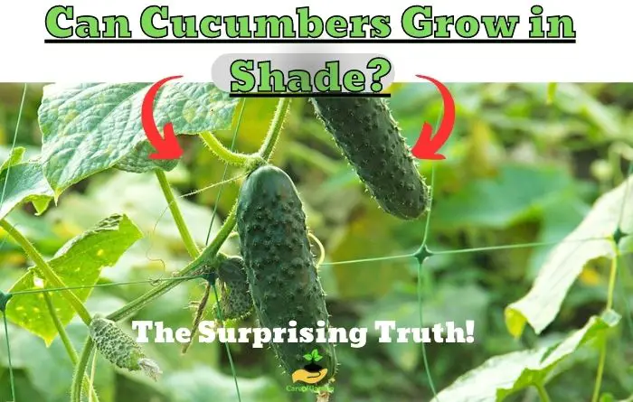 Cucumbers Grow in Shade