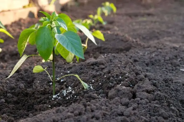 Excess use of Fertilizers  in peppers causing flower falling