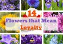 Flowers That Mean Loyalty