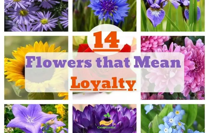 Flowers That Mean Loyalty