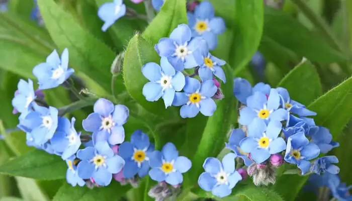 Forget-Me-Not flowers mean devotion
