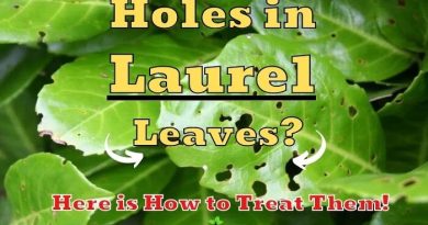 what is eating laurel leaves and causing holes