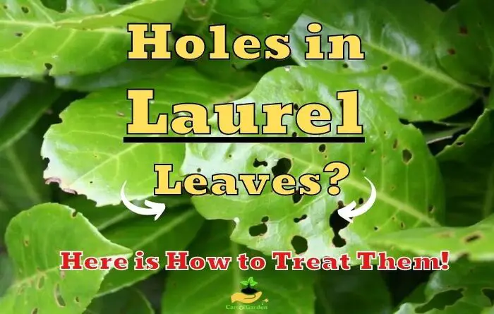 what is eating laurel leaves and causing holes