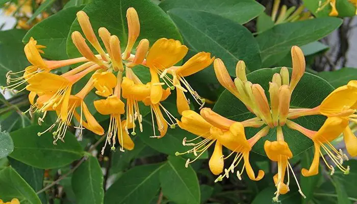 Honeysuckle mean fidelity