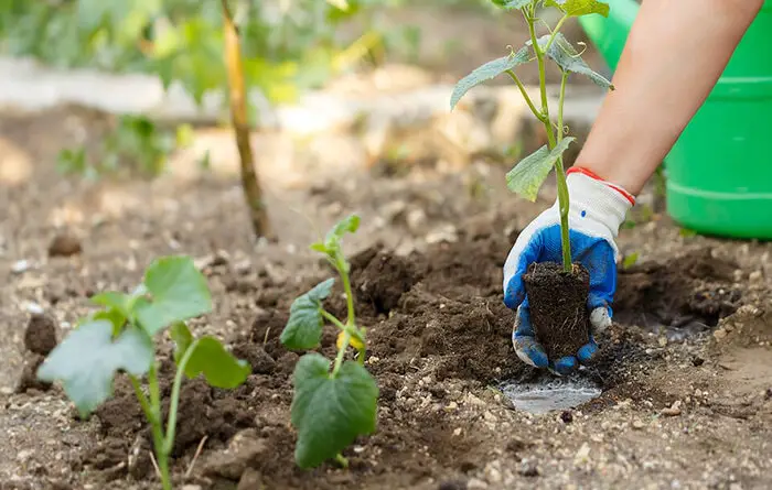 How to Help Cucumber Plants Recover from Transplant Shock