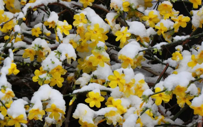 How to Help Jasmine Survive Winter