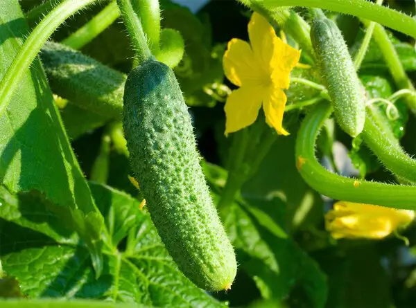 Factors to consider when growing cucumbers in the shade