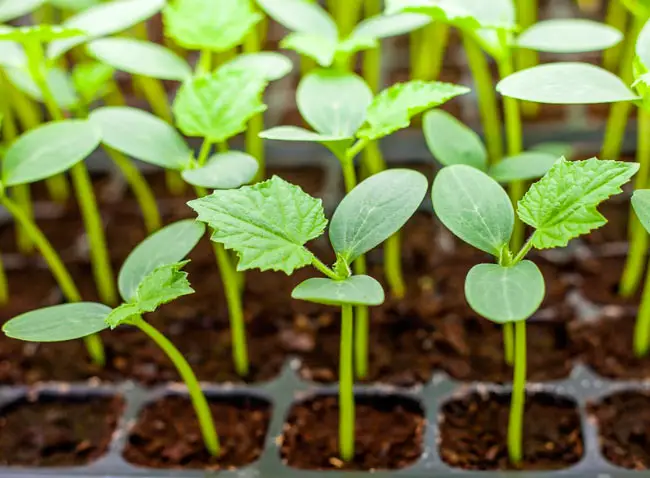 How to harden cucumbers seedlings