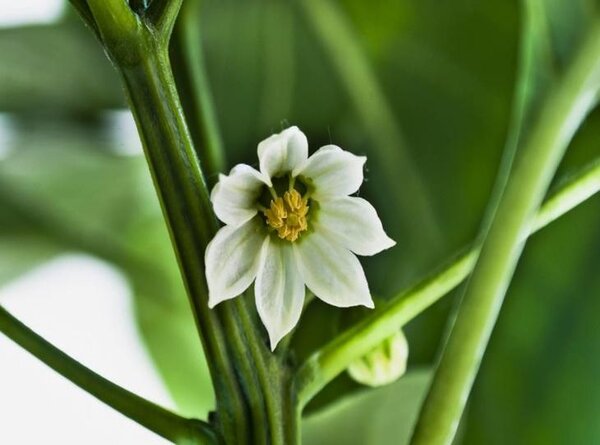 Improper Pollination in peppers causes flower drop