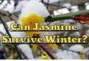 Jasmine Surviving in the Winter
