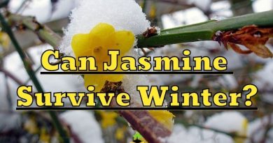 Jasmine Surviving in the Winter