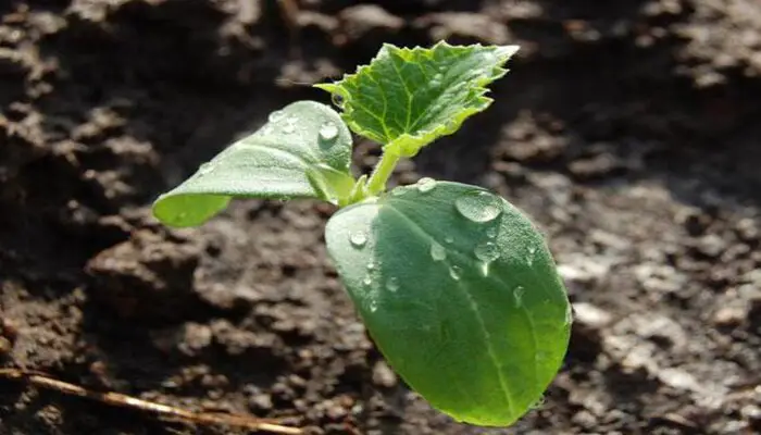 Lack of Water prevent cucumber from growing