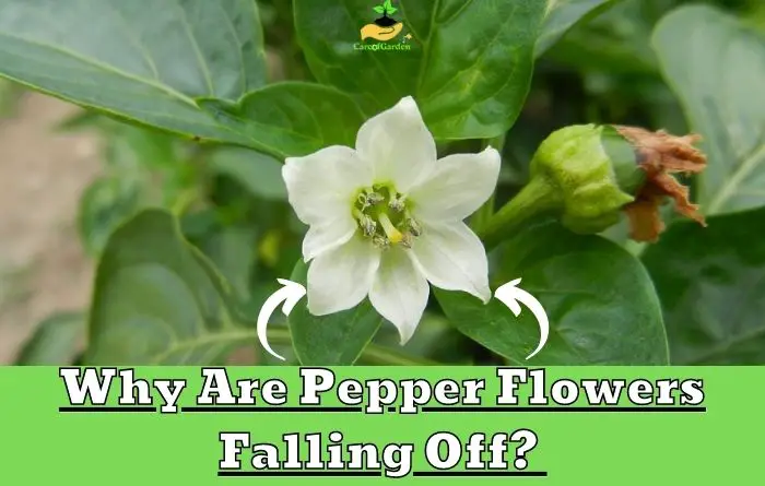 Pepper Flowers Falling Off