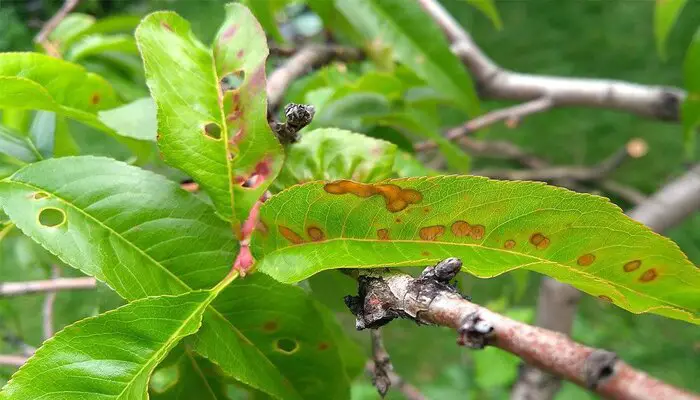 Shot Hole disease causing holes in laurel tree