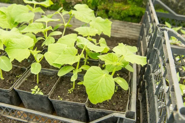 Signs of Cucumber Transplant Shock