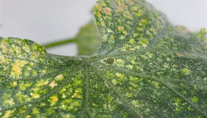 cucumber leaves turning yellow because of spider mites