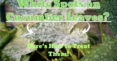 White Spots on Cucumber Leaves