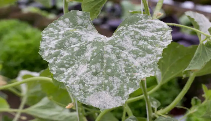 White Spots on cucumber leaves caused by Powdery mildew
