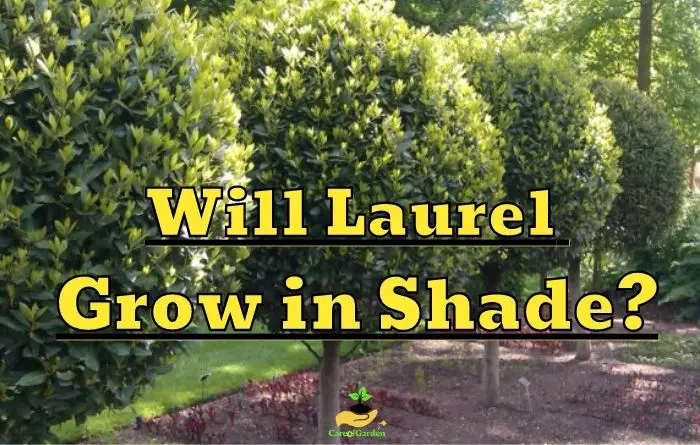 Laurel Growing in Shade