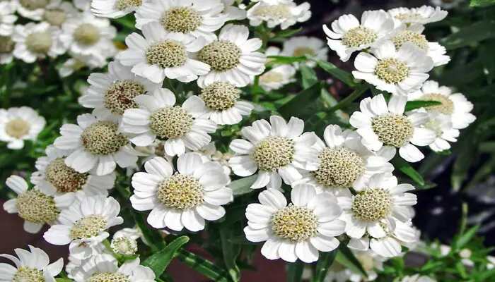 Yarrow flowers represent fidelity