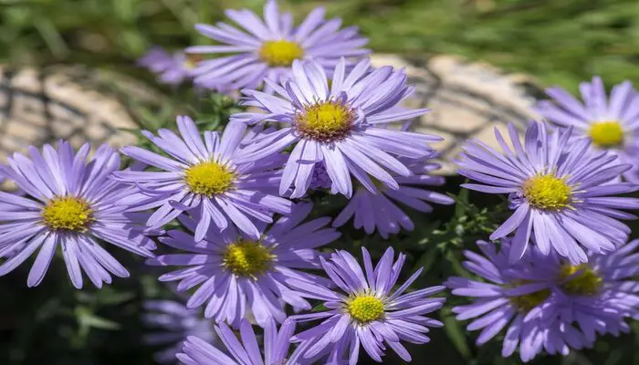 aster flowers represent loyalty