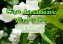 jasmine grown in shade