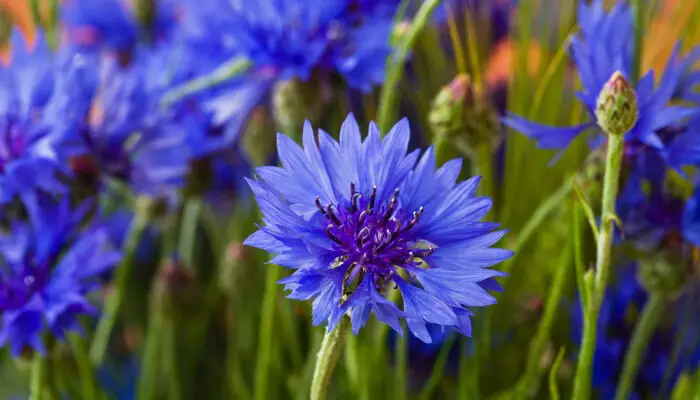 cornflowers mean devotion