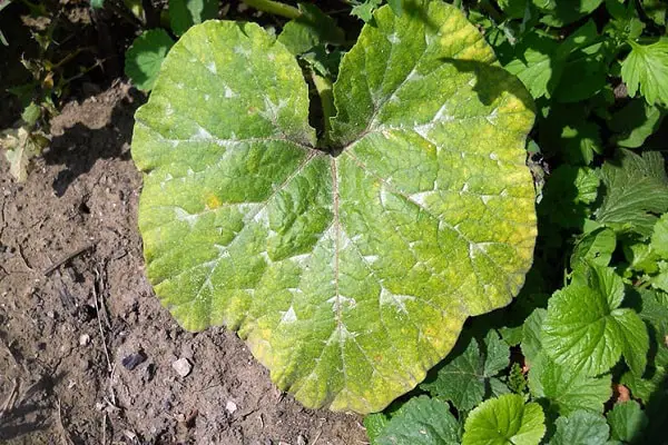cucumber mosaic virus causing white spots in cucumber leaves