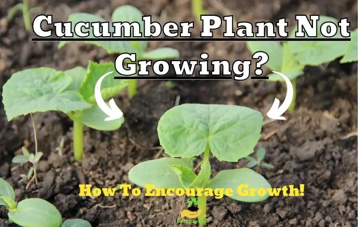cucumber not growing