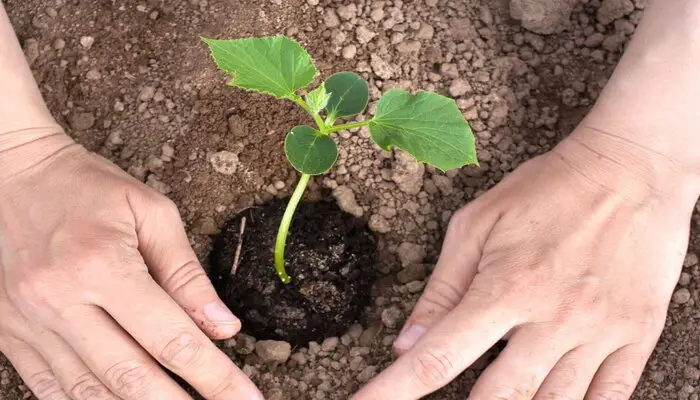 cucumber plants are not growing due to a lack of nutrients