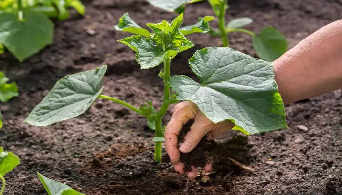 cucumber plants are not growing due to improper planting Technique