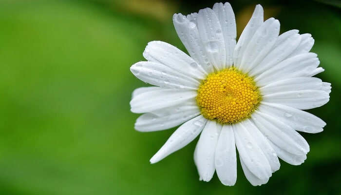 daisy flower symbolize fidelity