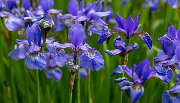 iris flowers mean fidelity