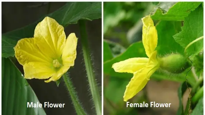 male and female cucumber flowers