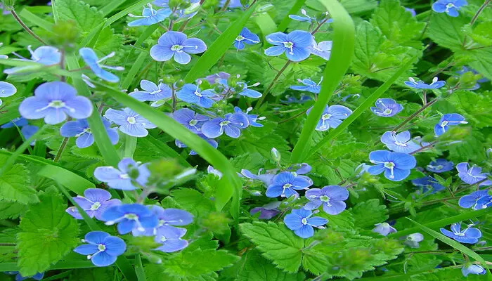 speedwell flowers represent 	Faithfulness