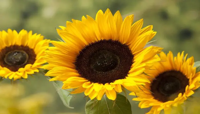 sunflower represent fidelity