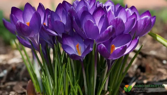 violet flower symbolize loyalty